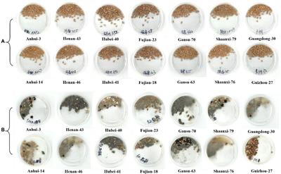 Non-targeted metabolomics of moldy wheat by ultra-performance liquid chromatography – quadrupole time-of-flight mass spectrometry